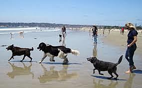 Beach with dogs