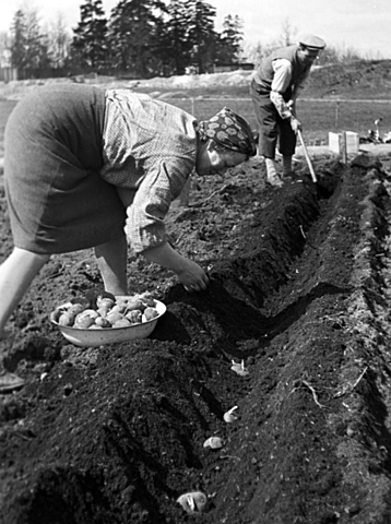 Mat og kosthold under krigen