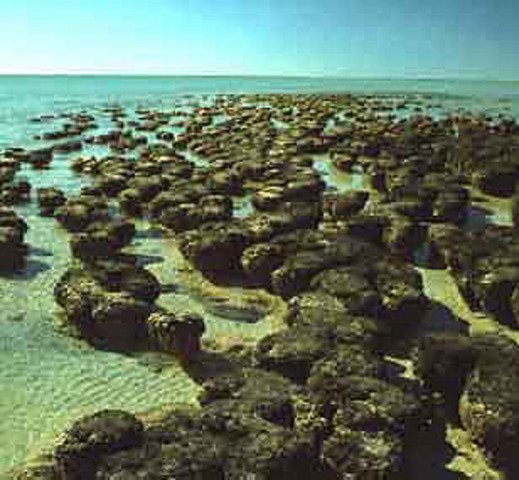 Stromatolites (3.5 BYA)