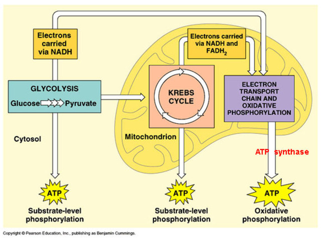 (3 BYA) Aerobic Respiration