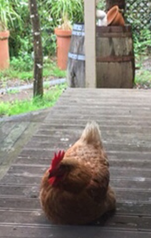 Primer any amb els meus pollastres