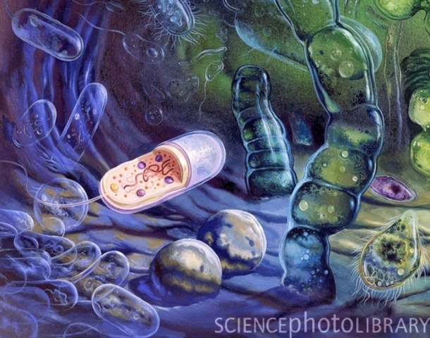 (1,5 BYA) Prokaryotes grew inside bigger prokaryotes