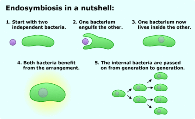 Prokaryotes (between 2 BYA - 1.5 BYA)