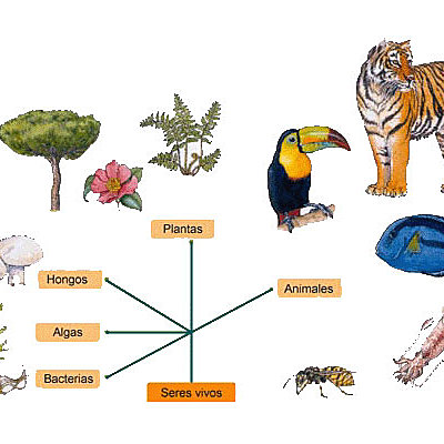 Timeline: historia de la clasificacion 1 edwin
