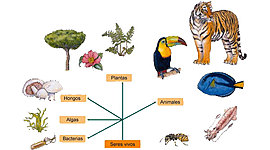 Timeline: historia de la clasificacion 1 edwin