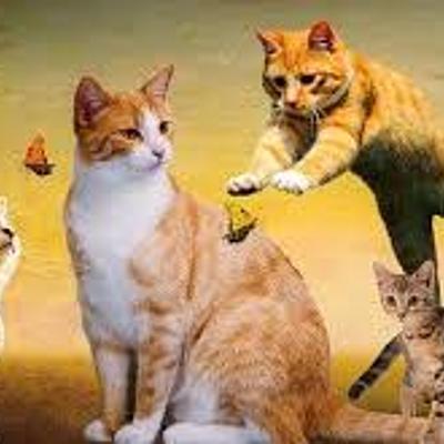 Timeline: historia de la clasificación 3