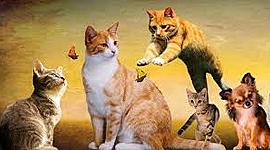 Timeline: historia de la clasificación 3