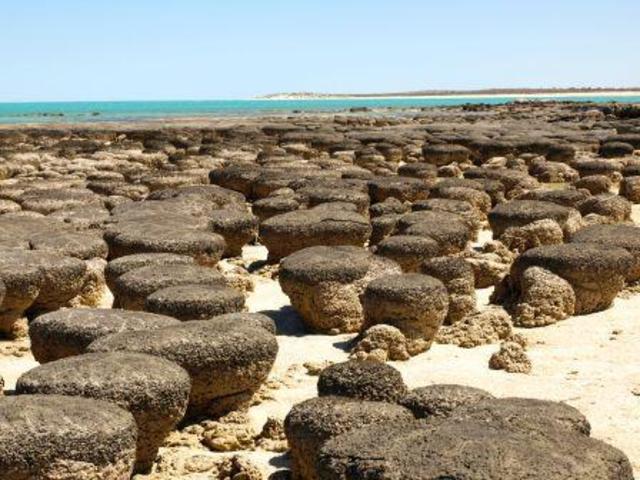 (3.5 BYA) Possible Photosynthetic Organisms.