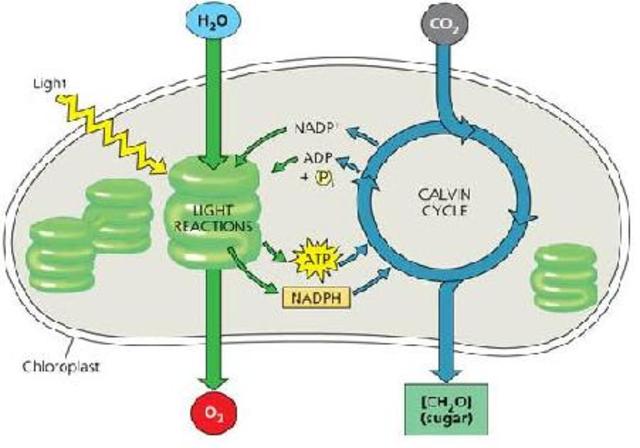 (3 BYA) Photosynthetic Organisms
