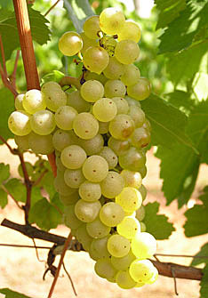 Uva Chardonnay