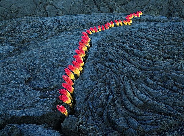 Prof - Naturel / artificiel / Nils Udo: "Fissure dans la lave + fleurs appelées Lanternes" (Photographie de 96 x 124 cm; île de La Réunion - Land Art)