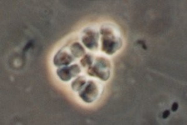 (4 BYA) Life forms on Earth