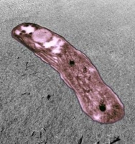 3 BYA, First Photosynthetic cells - make oxygen