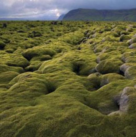 (3 billion years ago) Photosynthetic life