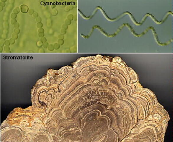 (3.5 BYA) First Organisms