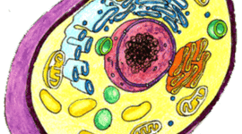 Timeline: Cell Theory Timeline