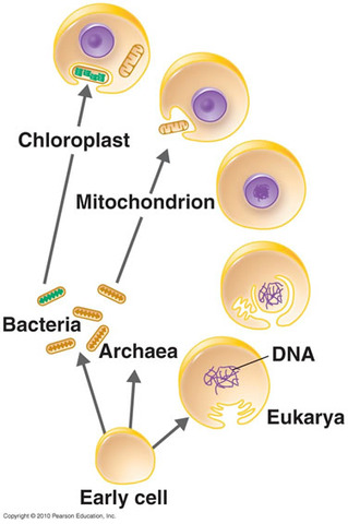2 BYA, Endosymbiosis makes eukaryotic cells