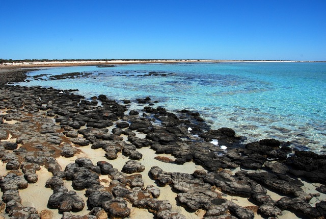 (3.5 BYA) - Life Begins