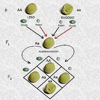 FACTORES MENDELIANOS