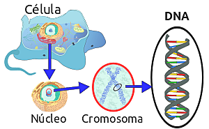 DEPOSITARIO DE LA INFORMACIÓN HEREDITARIA