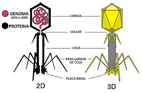 EXPERIEMENTO DE HERSHEY Y CHASE