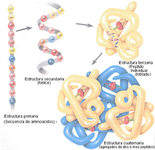 ESTRUCTURA DE LAS PROTEINAS