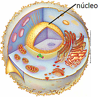 IMPORTANCIA DEL NÚCLEO
