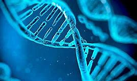 Término "genética"