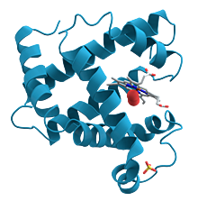 Los genes codifican las proteínas