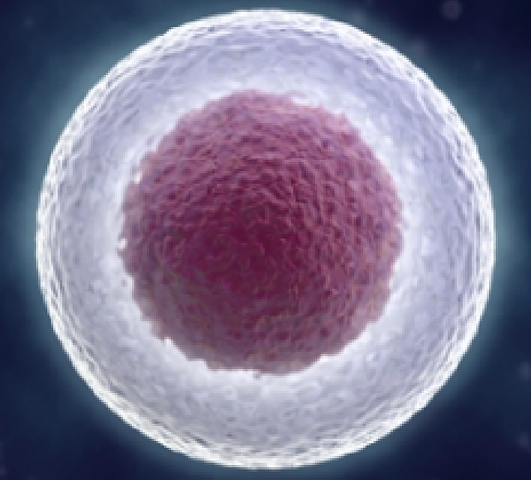 Se descubre que el núcleo de las células contiene la información hereditaria