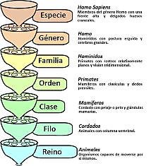 Carl Von Linneo (1707 d.C. / 1778 d.C.)