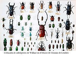 Alfred Russel Wallace (1823 d.C/ 1913 d.C)