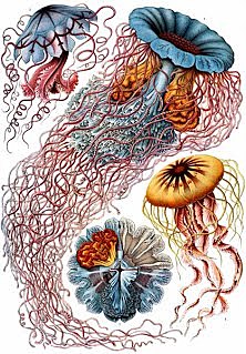 ERNESTO HAECKEL (1834 d.C.-1919 d.C),