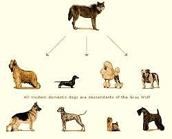 George Gaylord Simpson 1902 d.C /1984 d.C)