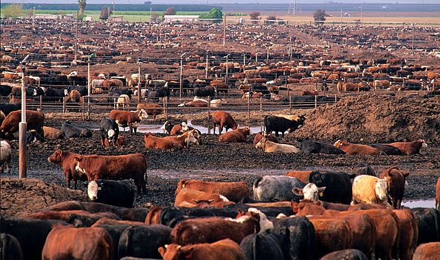 Cattle to California