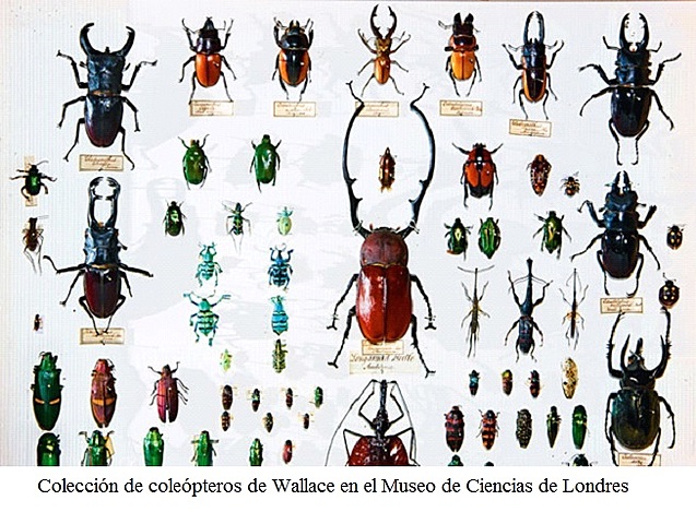 Alfred Russel Wallace