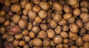 Hambrunas del siglo XVII