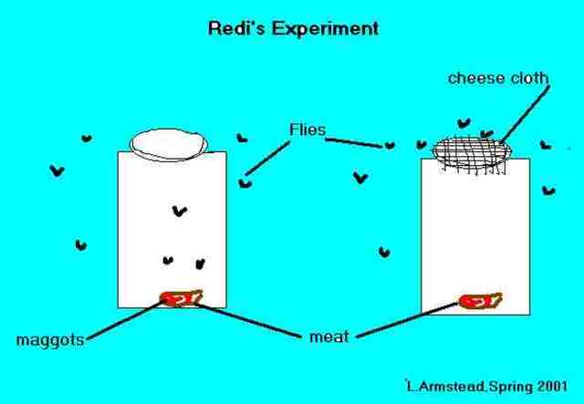 (1600-1700) Franceso Redi
