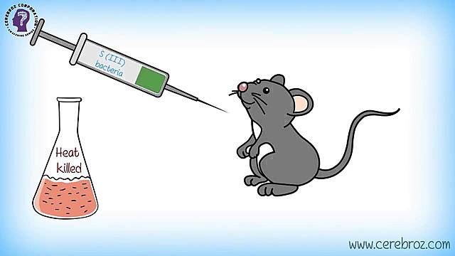 Experimento de Griffith