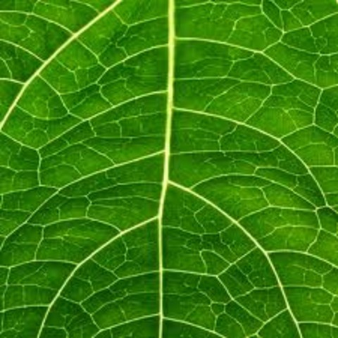 (3 BYA) Photosynthetic Life