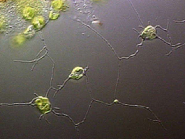 (2 BYA - 1.5 BYA) - Creation of Endosymbiosis