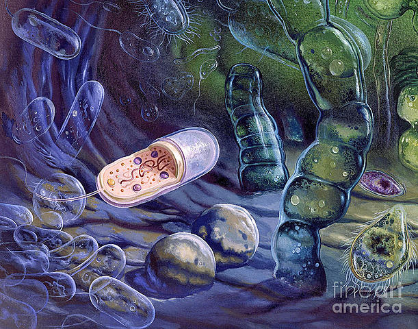 Proterosoikum ehk agueoon