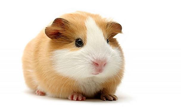 la meva primera mascota