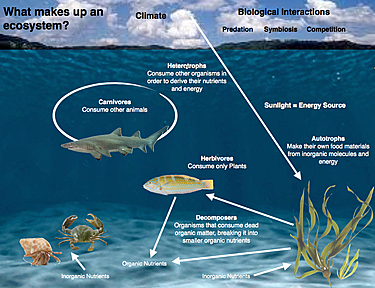 (Introduction) Abiotic Factors of an Ecosystem