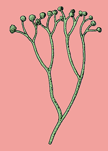 Siluri  taimestiku rekonstruktsioon.