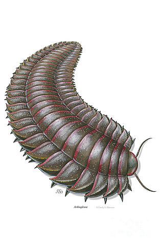 Arthropleura