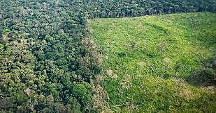 Homenaje a el día del árbol.