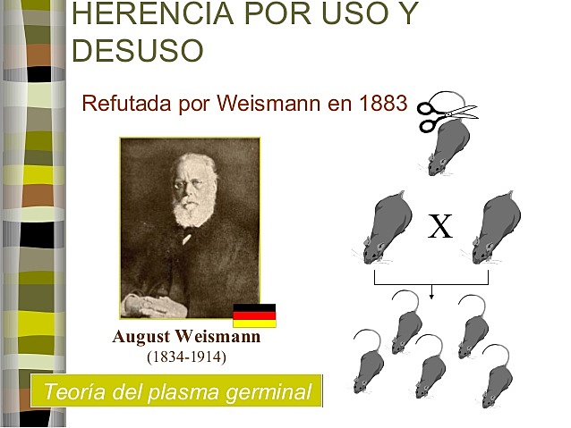 August Weismann