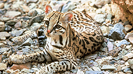 Timeline: ocelotes