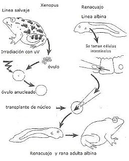 El experimento de Gurdon